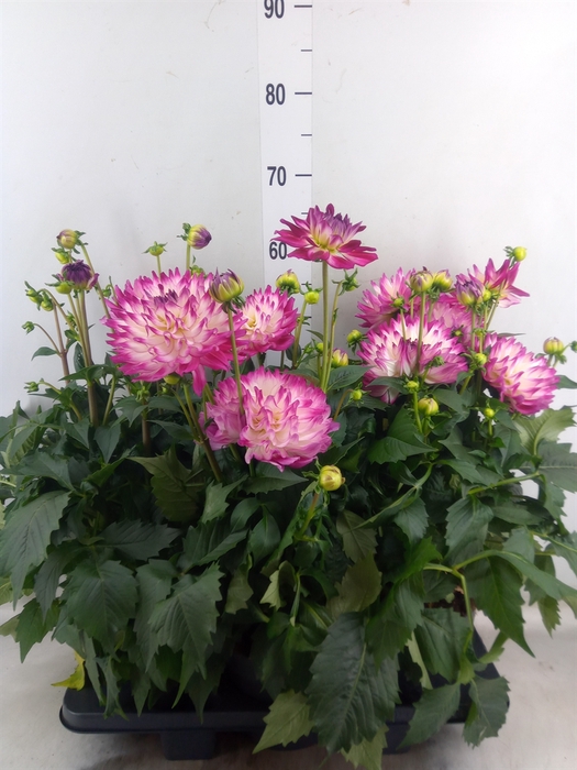 <h4>Dahlia DE 'Labella Magg Rose Bicol'</h4>