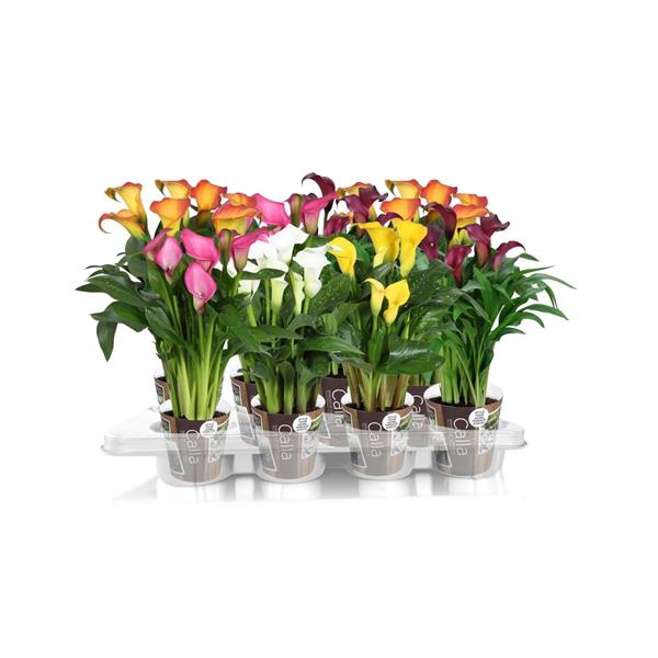 <h4>Zantedeschia gemengd Calla mix met outdoor potcover</h4>