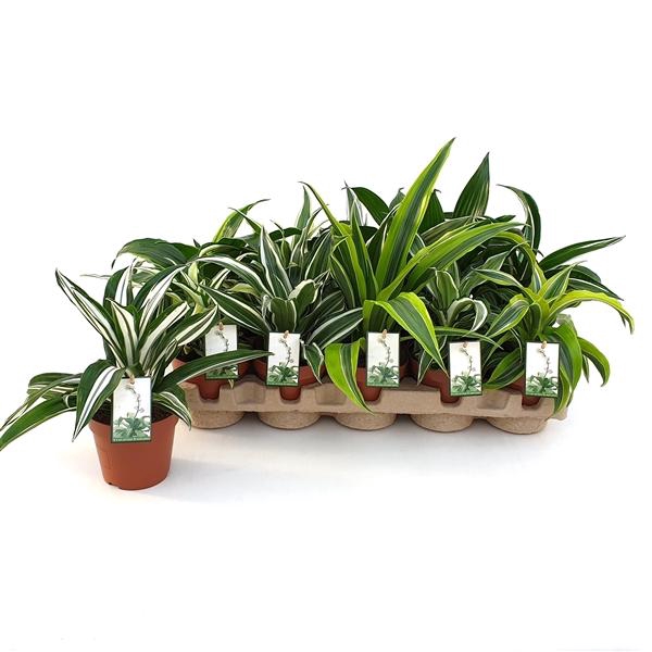 <h4>Dracaena overig gemengd</h4>