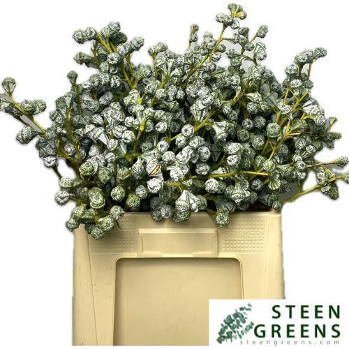 <h4>EUC GLOBULUS BS</h4>