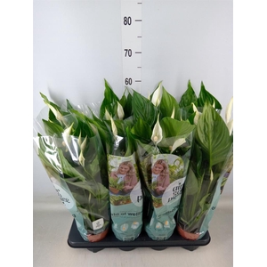 Spathiphyllum  'Sweet Ricardo'