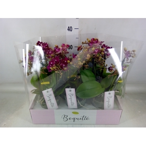 Phalaenopsis multi.   ...red