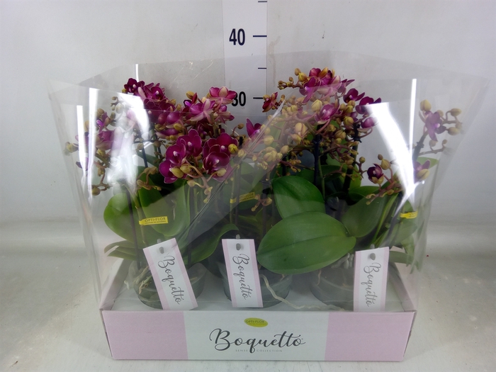 <h4>Phalaenopsis multi.   ...red</h4>