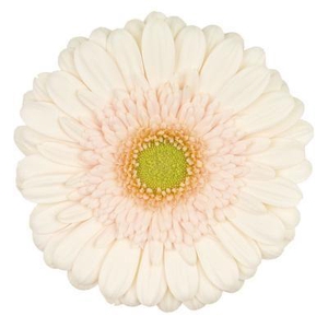 Gerbera Estate Doos
