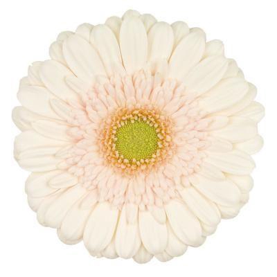 <h4>Gerbera Estate Doos</h4>