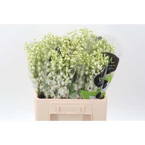 Delph En Be An White