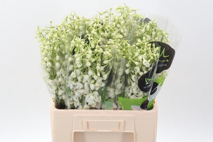 <h4>Delph En Be An White</h4>