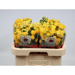 R TR GOLDEN BLOSSOMS