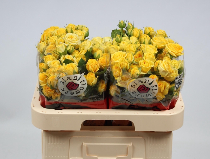 <h4>R TR GOLDEN BLOSSOMS</h4>