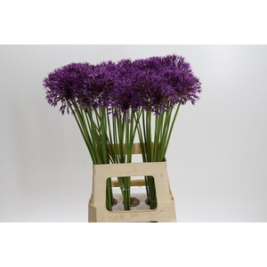Allium Purple Rain
