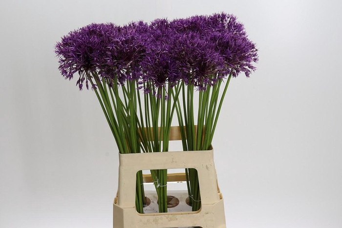 <h4>Allium Purple Rain</h4>