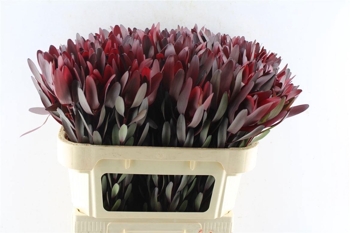 <h4>LEUCAD SAF SUNSET</h4>