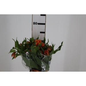 ALST. ORANGE QUEEN 070 CM