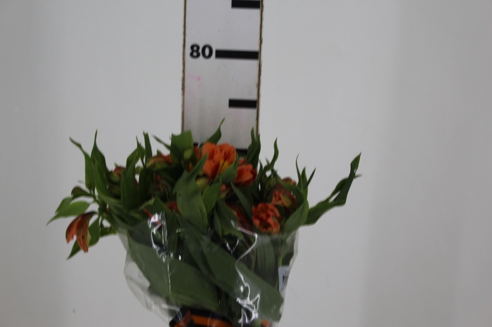 <h4>ALST. ORANGE QUEEN 070 CM</h4>