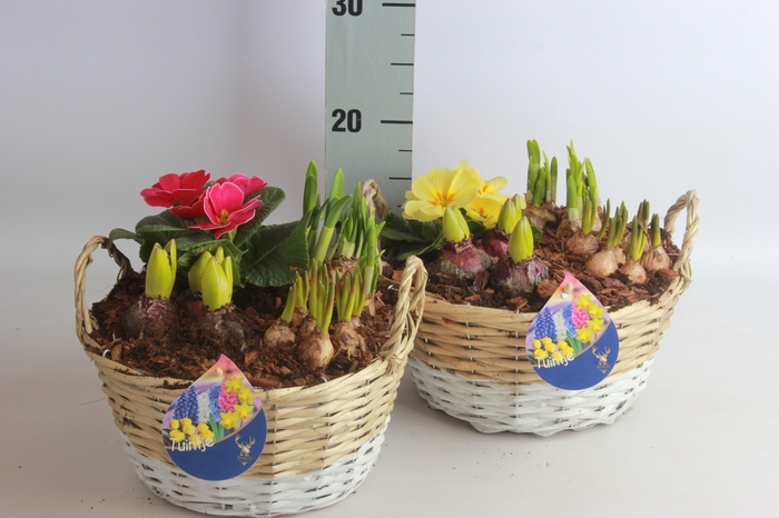 <h4>ARR BOL KNOLGEWAS</h4>