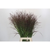 Panicum Warrior