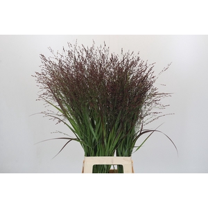 Panicum Warrior