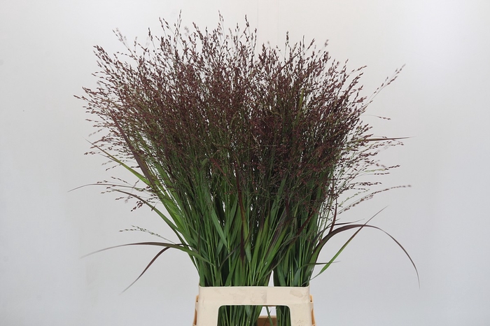 Panicum Warrior