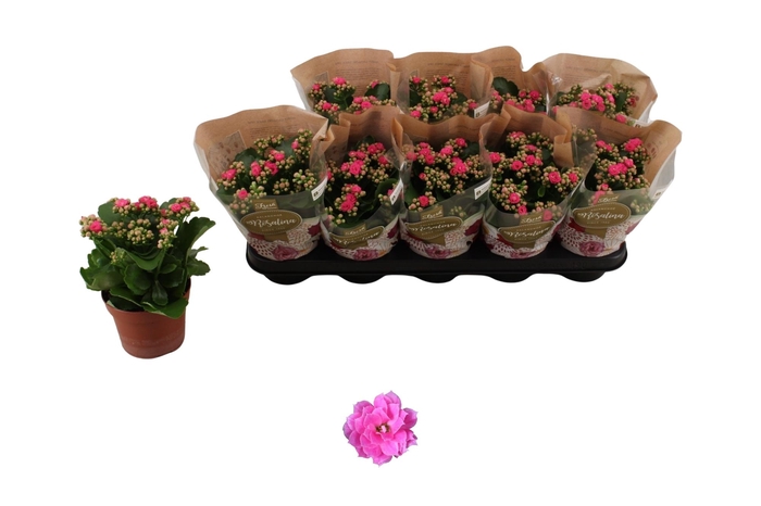 <h4>KAL GE NANDO PINK</h4>