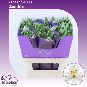 ALSTR ZEMBLA