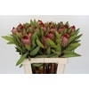 Protea Robijn