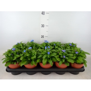 Myosotis sylv. 'Laura deep Blue'