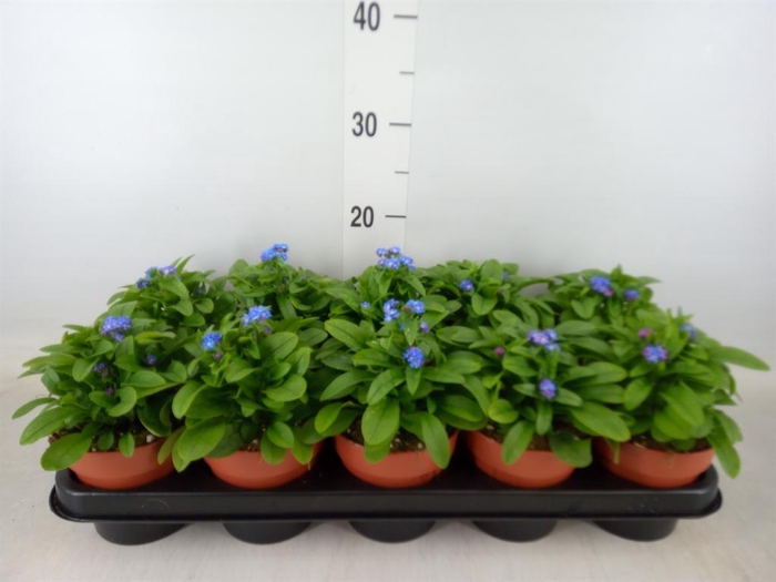 <h4>Myosotis sylv. 'Laura deep Blue'</h4>