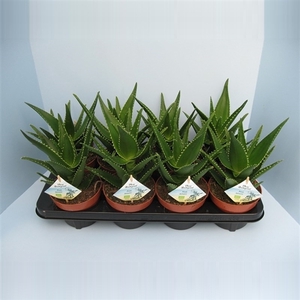 Bio Aloe delaetii 410-DEL13