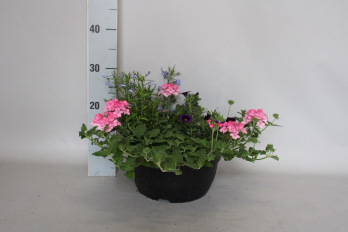 <h4>Schaal 26 Mix 08 Verbena, Lobelia, Calibrachoa</h4>