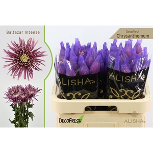 Chr G Baltazar Intense