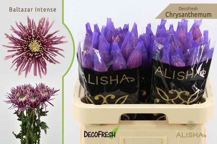 <h4>Chr G Baltazar Intense</h4>