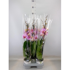 Phalaenopsis   ...mix