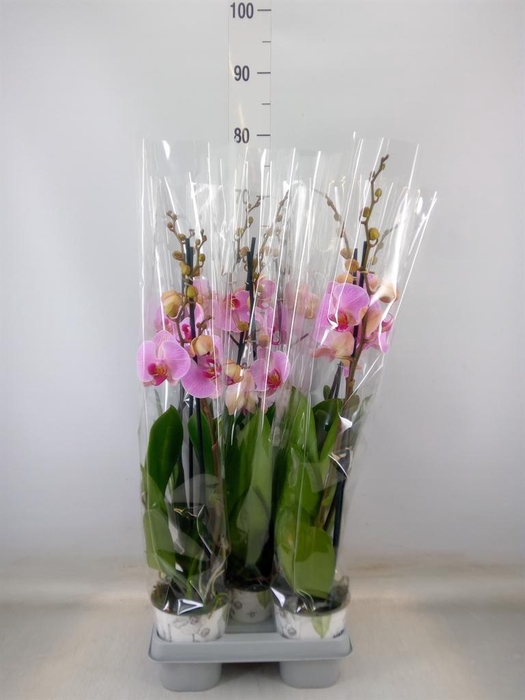 <h4>Phalaenopsis   ...mix</h4>