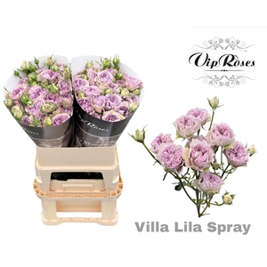 R TR VILLA LILLA