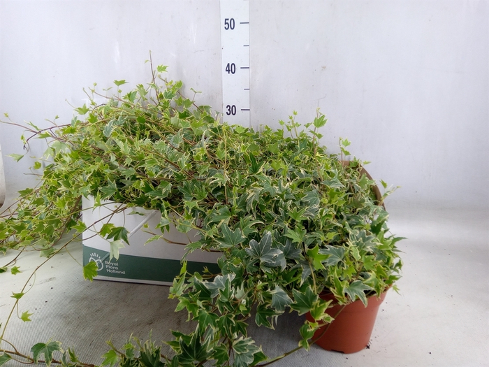 <h4>Hedera helix 'White Ripple'</h4>