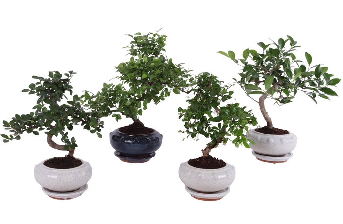 <h4>Bonsai Mixed in ø17cm Round Ceramic S-Shape with Saucer</h4>