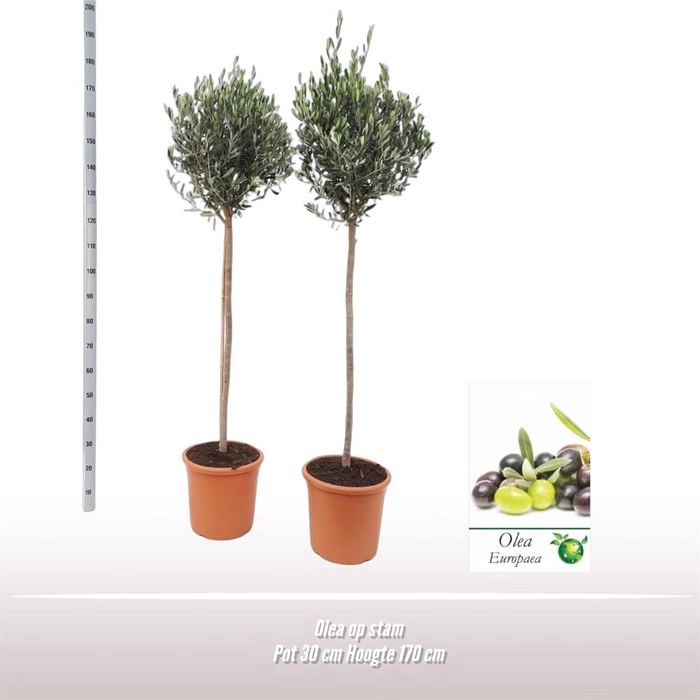 <h4>Olea europaea</h4>