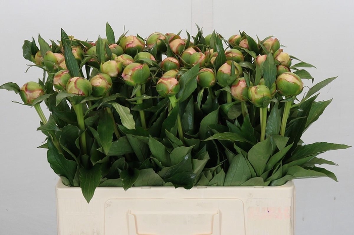 <h4>Paeonia Alertie</h4>