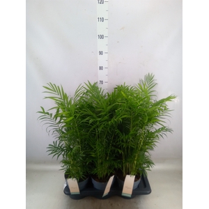 Chamaedorea elegans