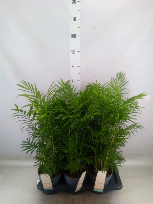 <h4>Chamaedorea elegans</h4>