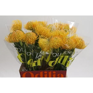 Nutans Haw Catherinae