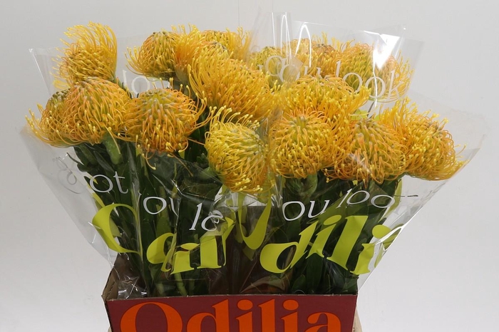 <h4>Nutans Haw Catherinae</h4>