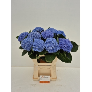 Hydr Revolution Blue (GROWER DIRECT)