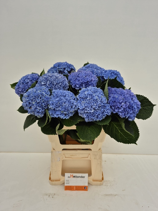 <h4>Hydr Revolution Blue (GROWER DIRECT)</h4>