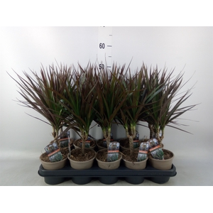 Dracaena marg. 'Magenta'