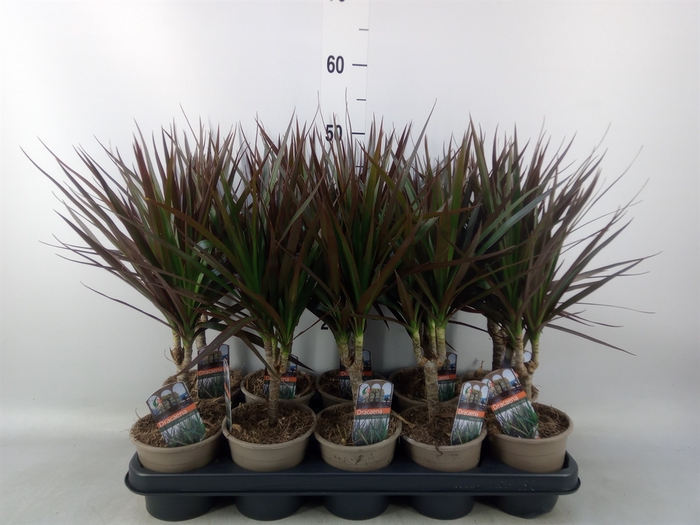 <h4>Dracaena marg. 'Magenta'</h4>