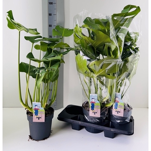 MONSTERA DELICIOSA