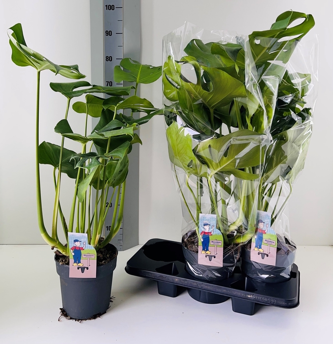 <h4>MONSTERA DELICIOSA</h4>