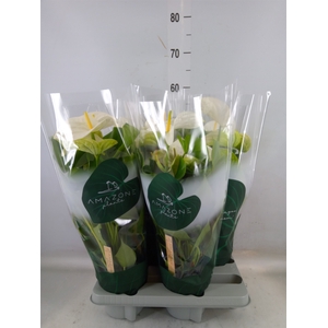 Anthurium andr. 'Samora'