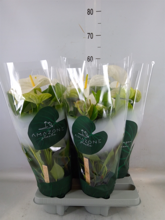 <h4>Anthurium andr. 'Samora'</h4>
